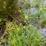 Juncus acutiflorus برگ