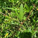 Desmodium paniculatum Leaf