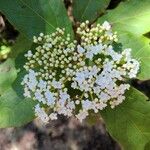 Viburnum rigidum Blomst