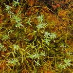Callitriche brutia Libunga
