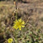 Launaea hafunensis Flower