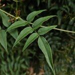 Jasminum polyanthum Leaf