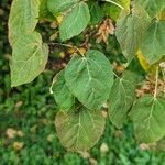 Acer davidii পাতা