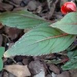 Impatiens walleriana Folha