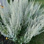 Artemisia ludoviciana 葉