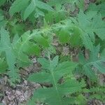 Polymnia canadensis Leaf