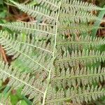 Athyrium filix-femina 果實