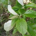 Sorbus aria Blatt