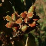 Flemingia grahamiana Ffrwyth