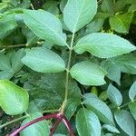 Sambucus canadensis Blad