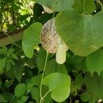 Aristolochia elegans Beste bat