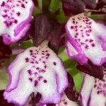 Orchis purpurea Blodyn