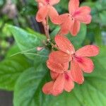 Pseuderanthemum hildebrandtii Flor