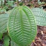 Miconia crenata Feuille