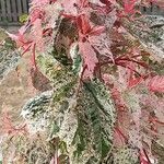 Acer davidii পাতা