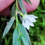 Afropectinariella gabonensis Flower