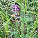 Vicia sepium Habit