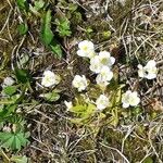 Pinguicula alpina Kwiat