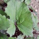 Ligularia dentata Leaf