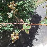 Rubus nessensis Habit