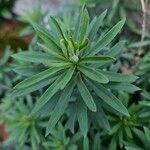 Linaria purpurea Blad