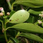 Clusia cylindrica Fruit