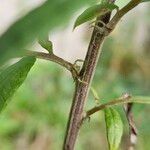 Artemisia verlotiorum Bark