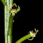 Coilochilus neocaledonicum Flor