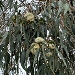 Eucalyptus gomphocephala Flower