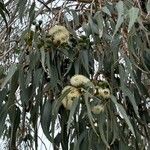 Eucalyptus gomphocephala