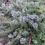 Verbena bracteata Flower
