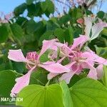Bauhinia monandra Цвят