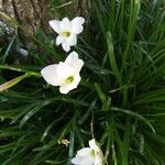 Zephyranthes candida Blüte