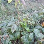 Rubus macrophyllus Blad