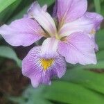 Iris virginica Květ