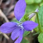 Viola reichenbachiana Flower