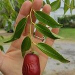 Ziziphus jujuba Fruit