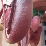 Nepenthes spp. Altro