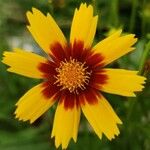 Coreopsis grandifloraBloem