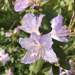 Rhododendron augustinii പുഷ്പം