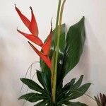Heliconia spp. Flors
