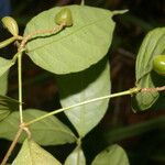 Rinorea hummelii Leaf