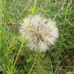 Tragopogon pratensis Fruit