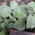 Plectranthus amboinicus Leht