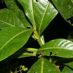 Psychotria grandis Цвят