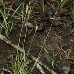 Carex tomentosa Habit