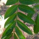 Pterocarya stenoptera Ліст