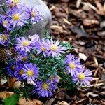 Symphyotrichum novi-belgii Habit