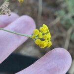 Nidorella resedifolia Flor