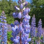Lupinus polyphyllus Autre